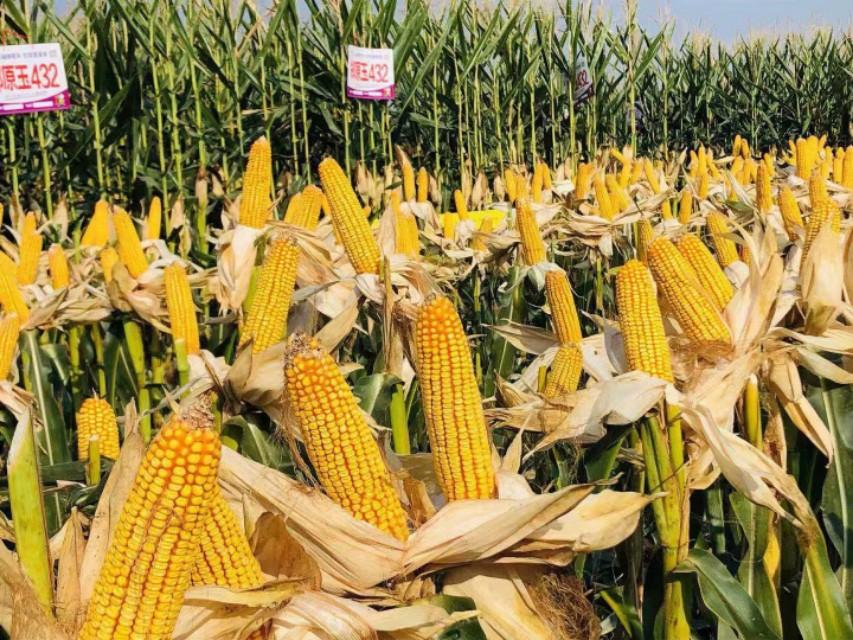 新疆，稳定繁荣的西北明珠闪耀光芒